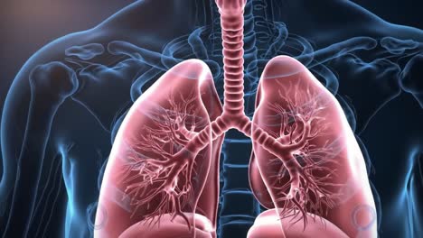 exploring the intricacies of the human respiratory system: a detailed look at the lungs and bronchial structures for understanding breathing mechanisms