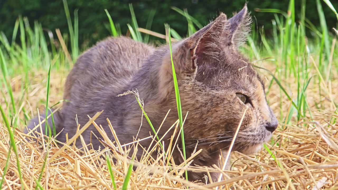 Close-up of a crouched cat in tall grass, ears alert. The cat turns its head and sniffs, seemingly tracking something