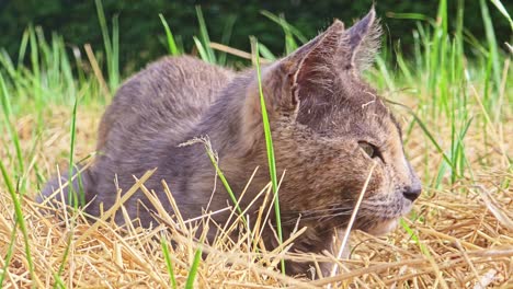 close-up of a crouched cat in tall grass, ears alert. the cat turns its head and sniffs, seemingly tracking something