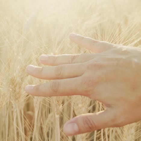 La-Mano-Del-Agricultor-Sobre-El-Campo-De-Trigo-Al-Atardecer-1