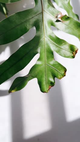 close-up of tropical plant leaves with shadows