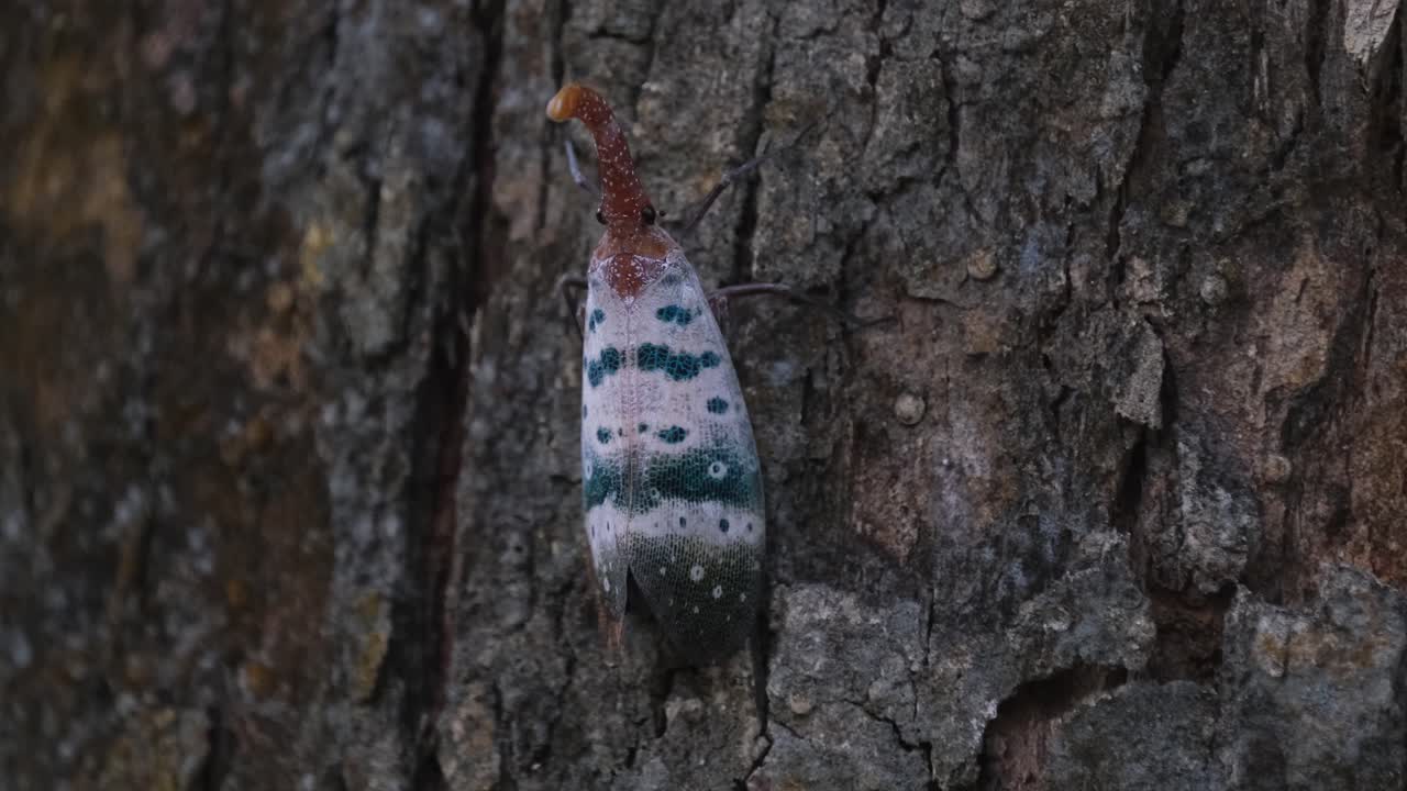 moviéndose de lado a la izquierda en la corteza del árbol como se ve en lo profundo de la jungla, insecto linterna pirops ducalis, parque nacional khao yai, tailandia