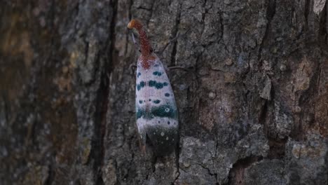 Moving-sideways-to-the-left-on-the-bark-of-the-tree-as-seen-deep-in-the-jungle,-Lantern-Bug-Pyrops-ducalis,-Khao-Yai-National-Park,-Thailand