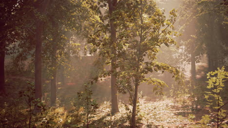 sunbeams through trees in a forest