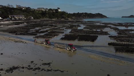 aerial 4k drone footage of a large oyster farm, terrain de culture d‘huîtres, on the beach of cancele, brittany, france