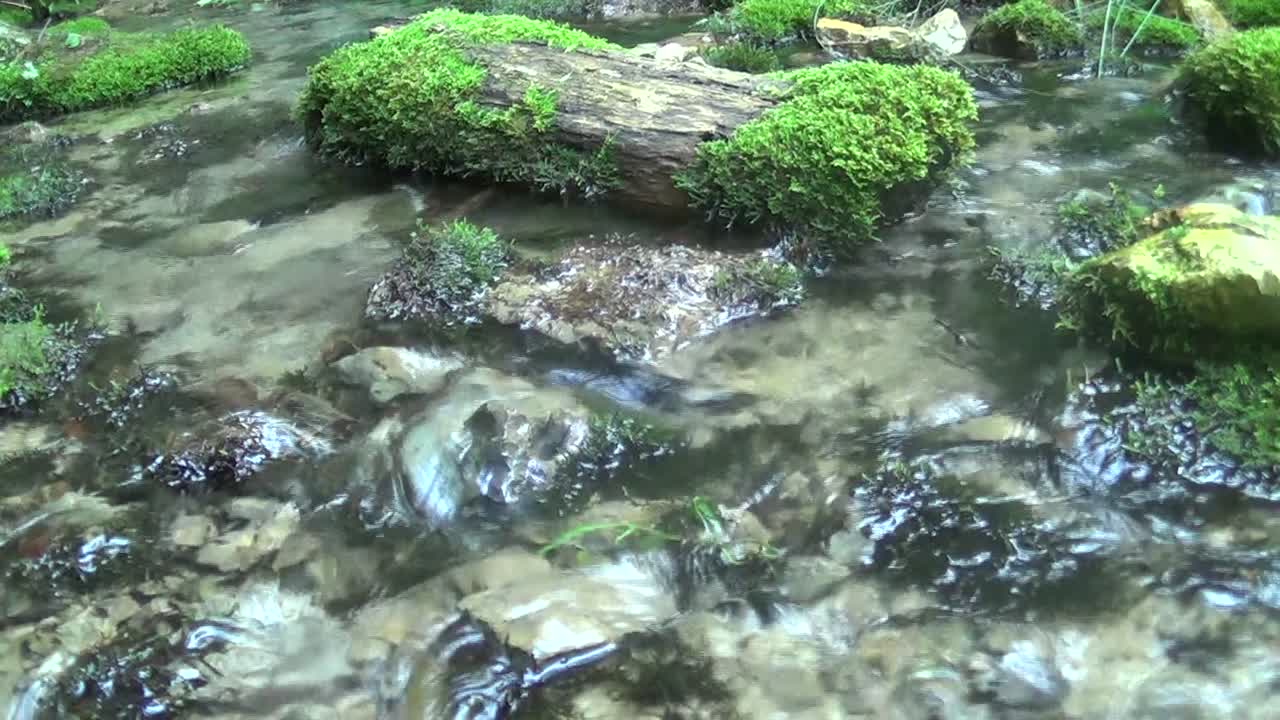 Piccolo fiume scorre attraverso una zona montana alberata