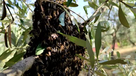 Ein-Bienenschwarm-Flog-Vom-Bienenstock-Eines-Bienenhauses-Zu-Einem-Baum,-Um-Eine-Neue-Bienenfamilie-Zu-Gründen-1