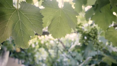 Filmado-En-Cámara-Lenta,-árbol-De-Uva-Orgánica,-Hoja-Y-Uvas-Verdes-Inmaduras-En-Chile