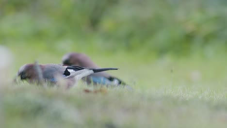 eurasian jay picking up acorns for winter and swallows them