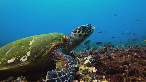 Tortuga-Comiendo-De-Los-Escombros-De-Coral