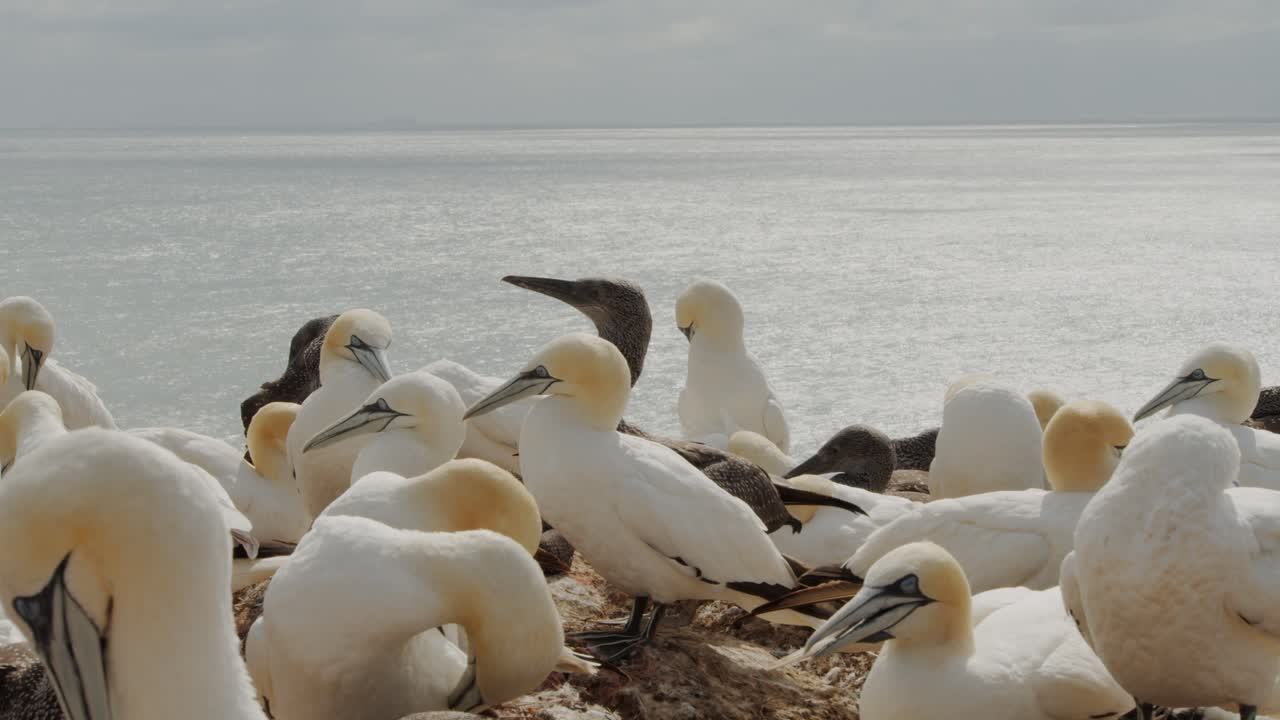 En flokk havsuler på en steinete kystlinje ved havet, nærbilde i sakte film.