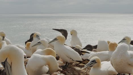 Flock-of-gannet-bird-on-rocky-ocean-coastline,-close-up-slow-motion-view