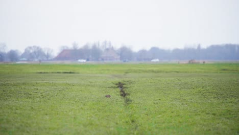european hare hidden in field grass next to road with driving cars