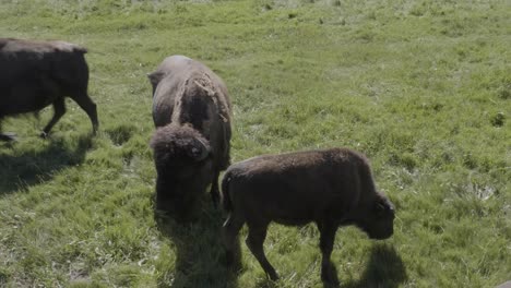 small group of bison on prarie