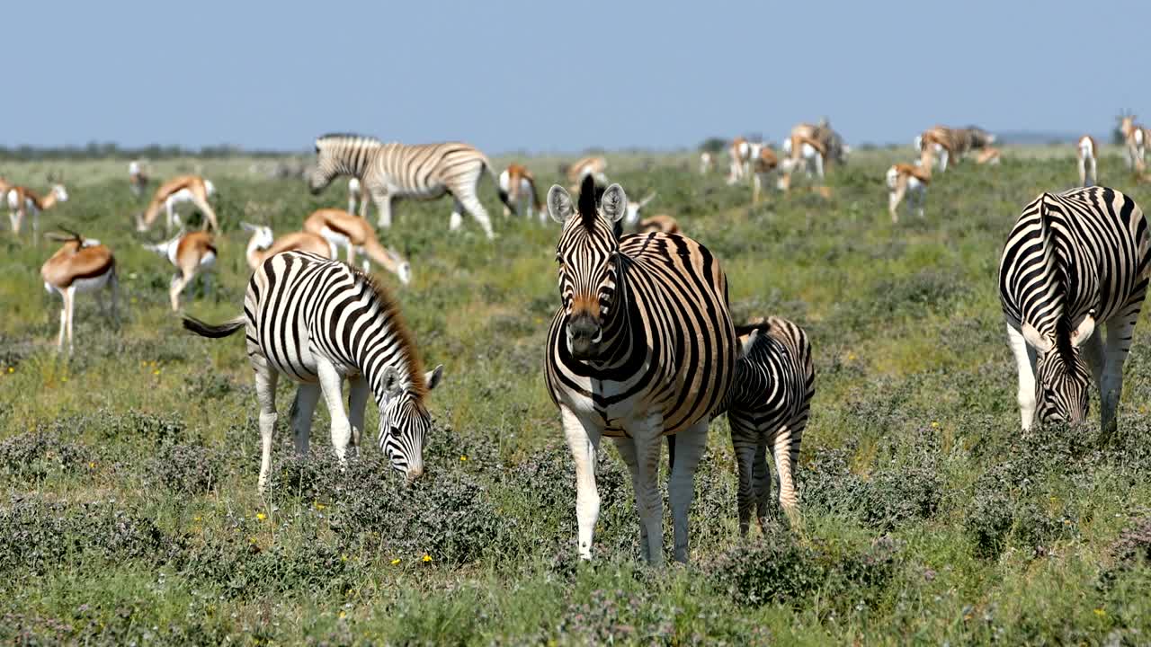 Zebra di Burchell nella savana africana, Etosha, Namibia