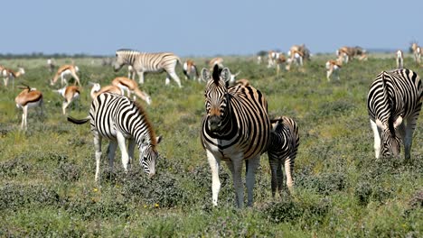 burchell's zebra in african bush, etosha, namibia