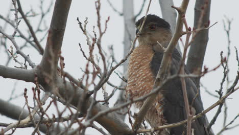 california cooper’s hawk close up