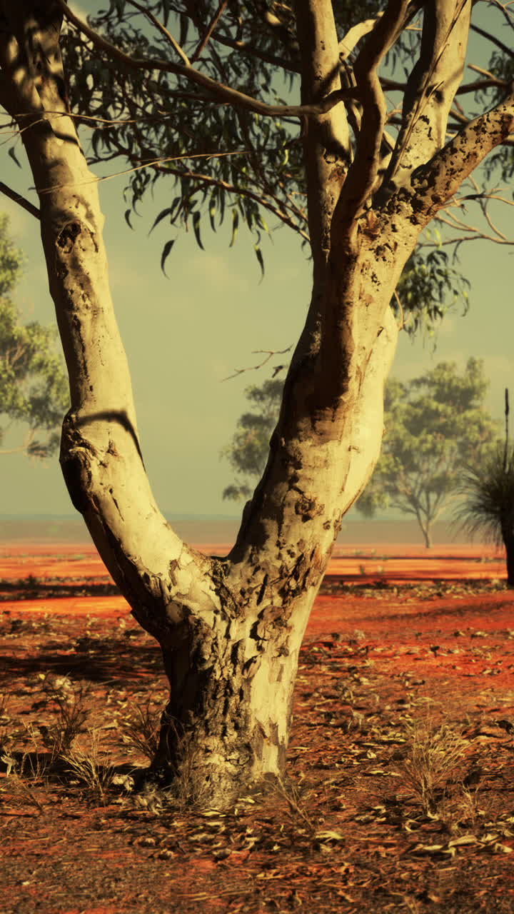 오스트레일리아 의 외 지역 에서 외로운 유칼립투스 나무 가 높이 서 있다