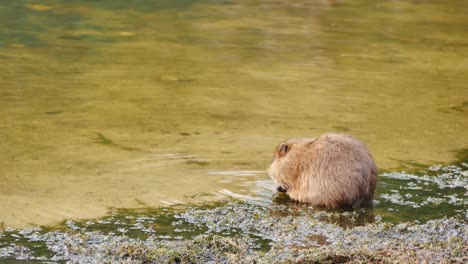 un coipo en las aguas poco profundas de un lago colorado comiendo algas en exceso