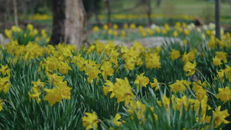 panning medium shot of a meadow full of daffodils gently swaying in the breeze