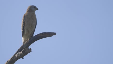 Red-shouldered-hawk-on-a-tree-branch-in-Florida