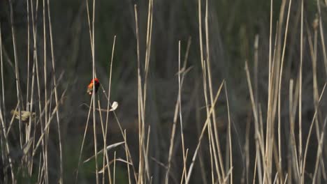 a southern red bishop bird flying from one reed to another