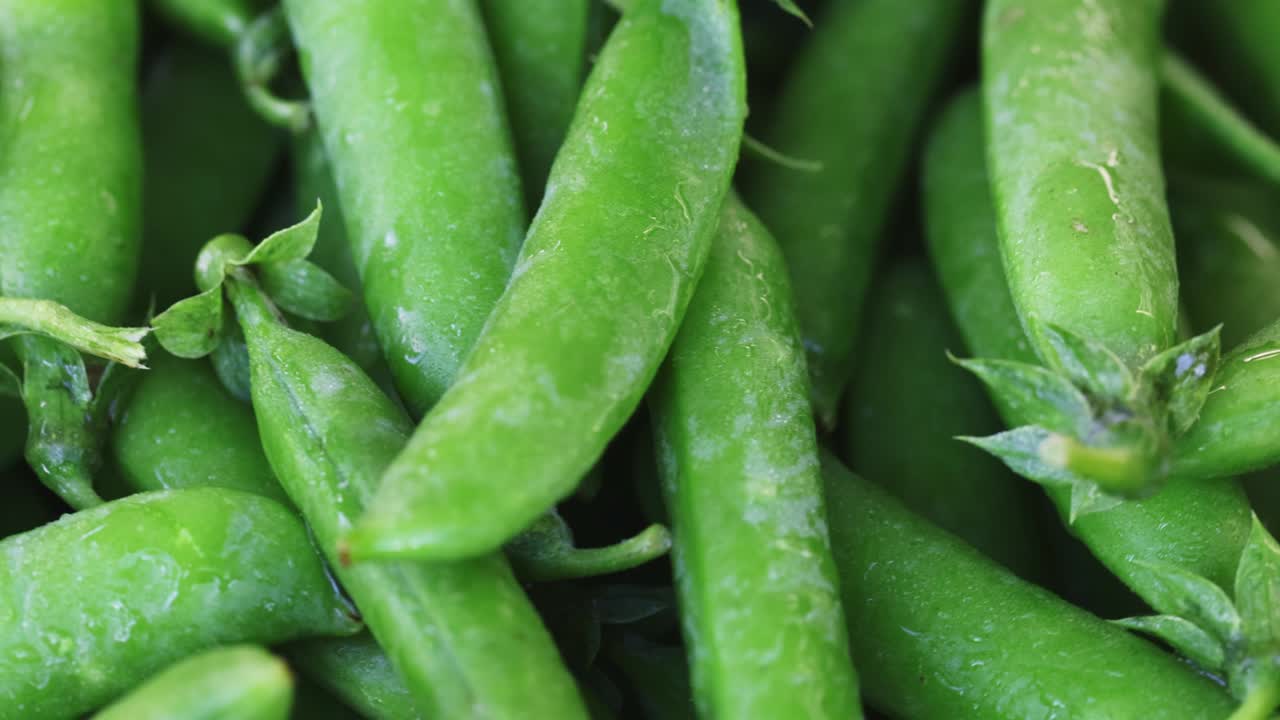신선한 초록 콩 어리 회전 근접. 콩 배경. 루프 모션