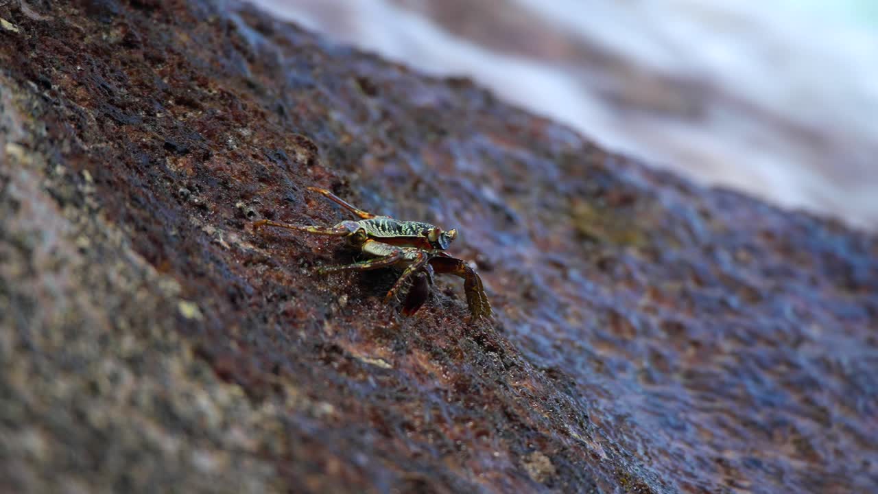 바다  ⁇ 의 바위 클로즈업에 촬영된 크래브