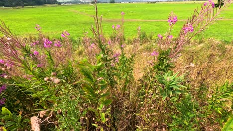 wildblumen schwanken auf einem grünen feld