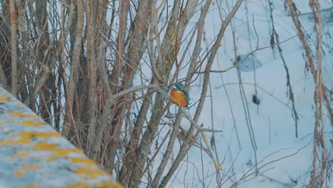 male common kingfisher bird settling on tree branch, slow motion close up