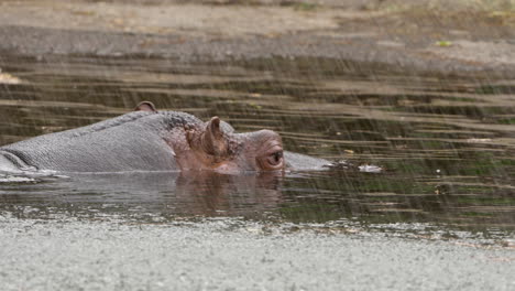 closeup of hippopotamus sink into the water