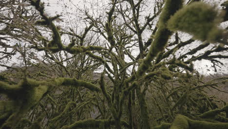 moss-covered forest canopy