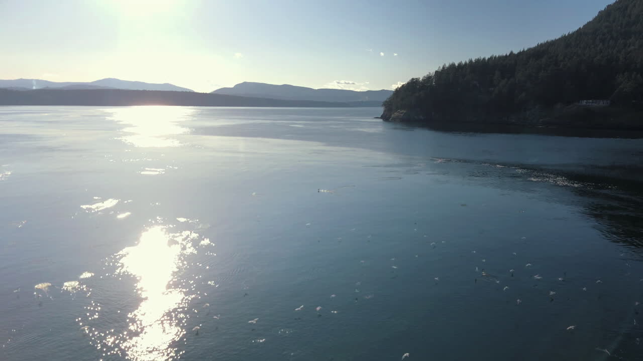 캐나다에서 바다 위를 나는 새 떼