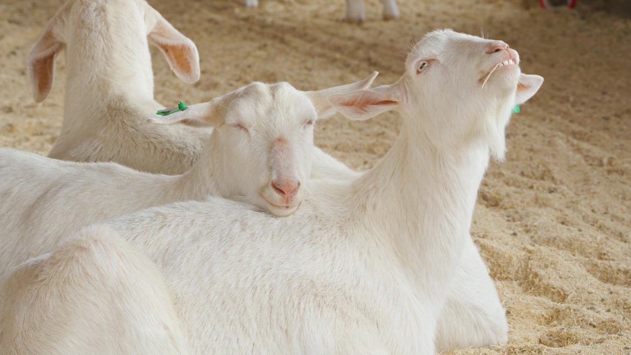 Kambing putih dengan tag telinga hijau sedang beristirahat di atas alas jerami di dalam kandang di Anseong Farmland, Korea Selatan.