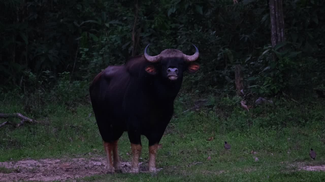 mirando directamente a la cámara balanceando su cola justo antes del anochecer mientras un lapwing se mueve en su lado izquierdo, bisonte indio bos gaurus, tailandia