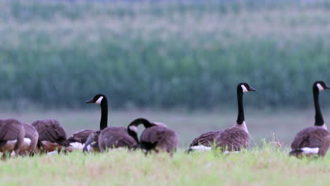 un pequeño grupo de gansos canadienses salvajes alimentándose en un campo de hierba