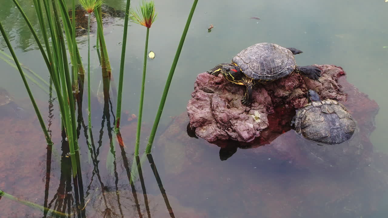 연못의 바위 위에 있는 거북이