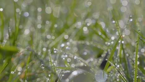 Glistening-dew-on-vibrant-green-grass-in-sunlight