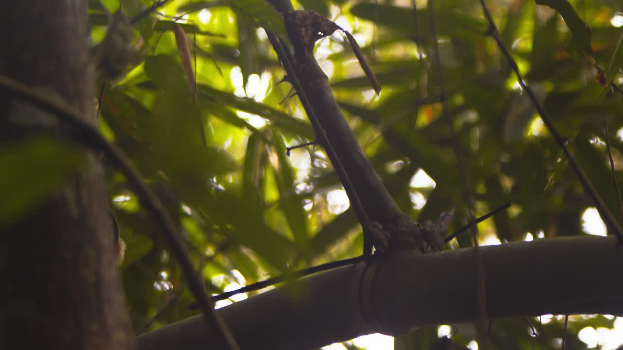 A black-capped squirrel monkey moves through branches, searching for food in Peru’s Amazon rainforest.