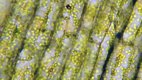 time-lapsed footage of plant cells