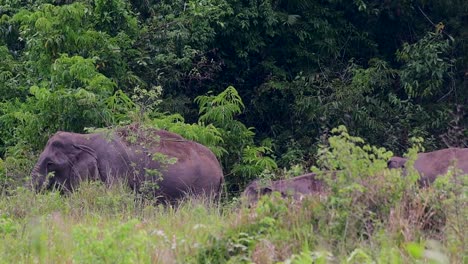 Die-Asiatischen-Elefanten-Sind-Vom-Aussterben-Bedroht-Und-Sie-Sind-Auch-In-Thailand-Beheimatet