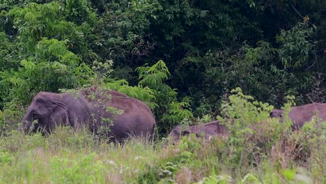 los elefantes asiáticos son especies en peligro de extinción y también son residentes de tailandia
