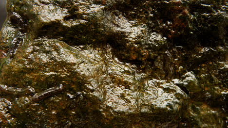 Macro-and-time-lapse-shot-of-insect-larvae-on-wet,-algae-covered-rock