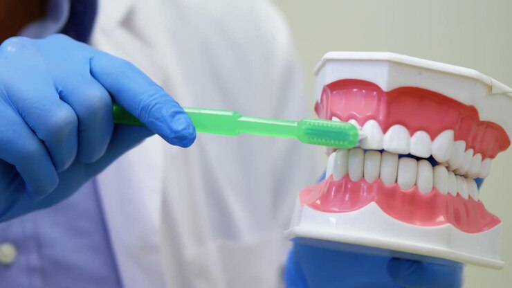 Dentist holding a mouth model and tooth brush