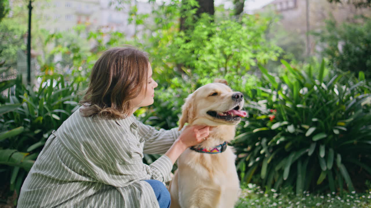 Golden retriever sitting park with tongue out closeup. Loyal dog posing garden