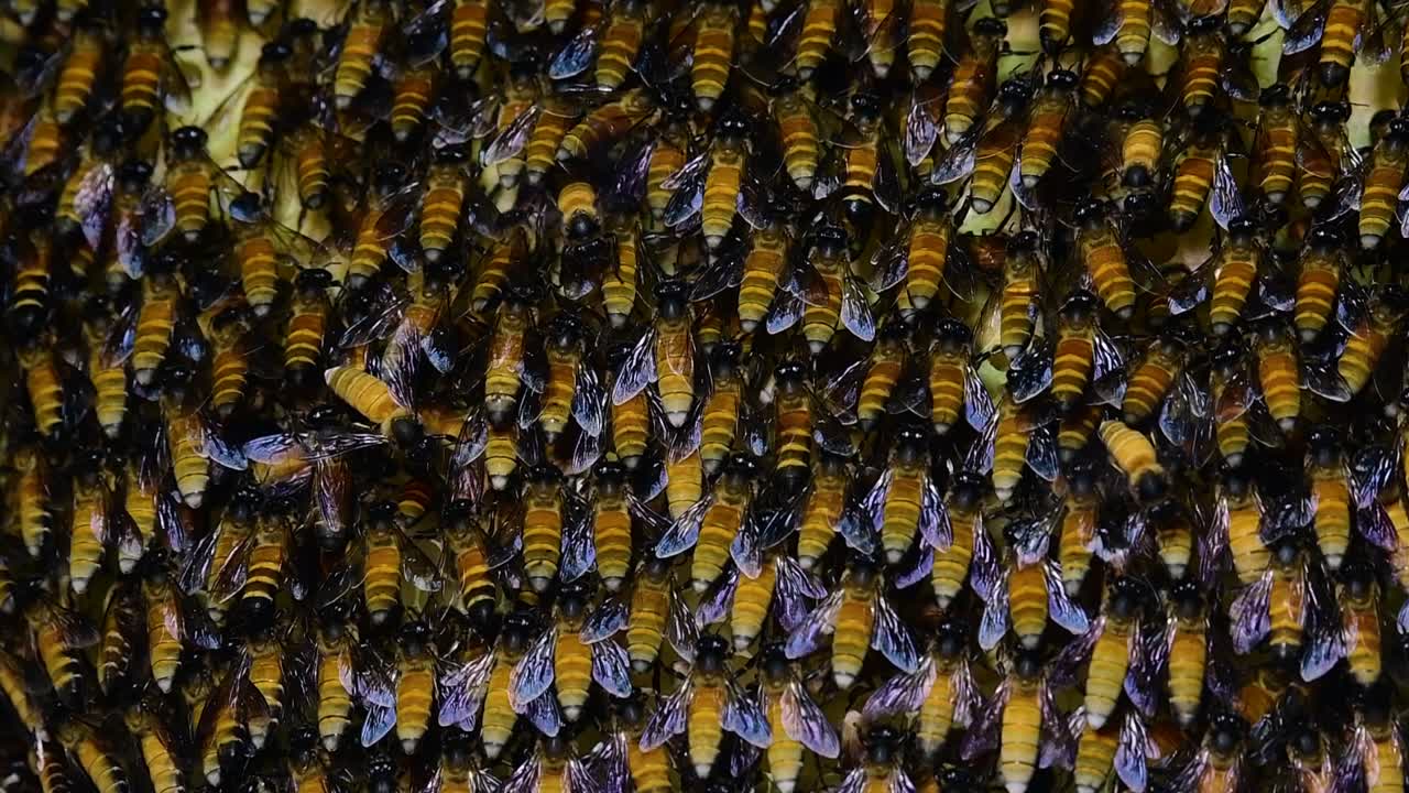 se sabe que las abejas melíferas gigantes construyen grandes colonias de nidos con bolsillos simétricos hechos de cera para almacenar miel como fuente de alimento.