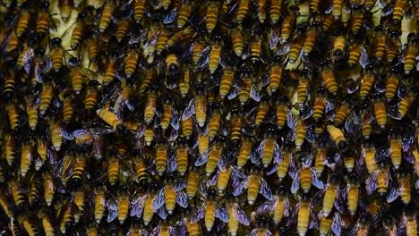 Se-Sabe-Que-Las-Abejas-Melíferas-Gigantes-Construyen-Grandes-Colonias-De-Nidos-Con-Bolsillos-Simétricos-Hechos-De-Cera-Para-Almacenar-Miel-Como-Fuente-De-Alimento.