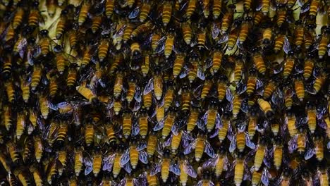 giant honey bees are known to build large colonies of nest with symmetrical pockets made of wax for them to store honey as their food source