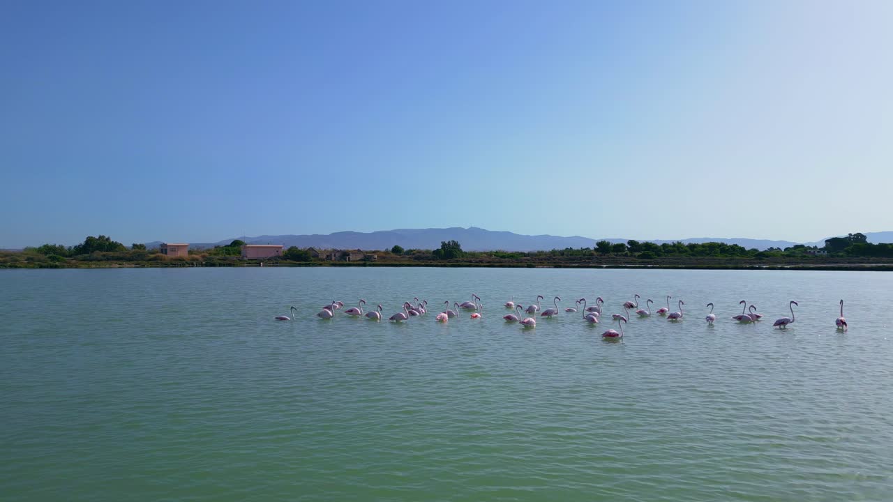 movimiento en el viento, flamenco aves salvajes siendo soplado de un lado a otro