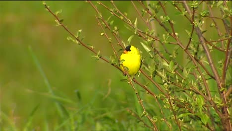 An-Oriole-Perches-In-The-Field